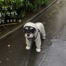 퍼피엔젤 | 신발까지 달린 올인원 퍼피엔젤 에어 커버롤 레인코트 내돈내산 솔직 후기