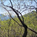 마니산 천재궁~초피산(강화) .... 2025.04.20