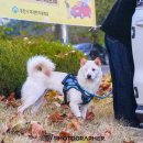 밀로아 | 강아지 앞섬방지 중대형견하네스 밀로아 사용후기