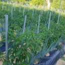 샤인민박 이미지