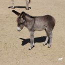 막내목장 이미지