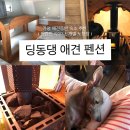 딩동댕 - 하남시 미사강변중앙로 223 | [경기도/가평] “딩동댕 애견 스파 풀빌라” 솔직 후기 - 핀란드 사우나, 야외 노천탕, 개별 운동장