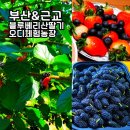 천우축산3농장 | 부산 근교 6월 아이와 가볼만한곳 체험 농장 블루베리 오디 산딸기 수확