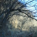 야생화길 이미지