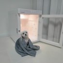 붐애견 | 강아지 털말리기 좋은 붐펫 펫드라이룸 고양이 애견드라이룸 후기