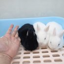 달펫 소동물샵 이미지