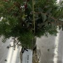 재마루길 | 대구 중구 남산동 꽃집 예약 히아빈 대구플라워클래스