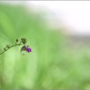 물봉선 (3종) 이미지