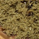 별와플 | [내돈내산] 와플대학 신메뉴 두바이초코스노우 와플 후기 및 가격 (ft. 주문 꿀팁)