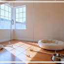 강아지 보호센터 이미지