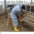 한우유전자원컨설팅 이미지