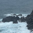 히든래빗 이미지