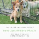 레오네