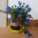 이사도라 이미지