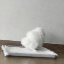 강쥐애견샵 | 충주 켄싱턴리조트 애견동반 숙박 내돈내산 솔직후기