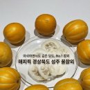 성주유통 - 안양시 동안구 | [가정용 과일 추천 💛] 아삭하고 달달한 고당도 성주참외 ✨, 해피픽 성주 꿀참외 후기❗️(참외 배송 맛집 ✅)