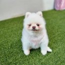 리틀댕댕 이미지