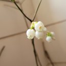 카페 마리 이미지