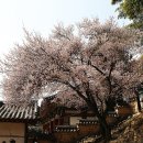 밀양향교 Daum카페