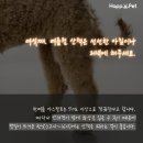 안녕, 펫 이미지