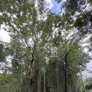 은행2동 제9공영 주차장 입구 | 경주 불국사 경주 석굴암 아이와 방문 후기 운영시간 주차 안내