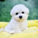김해 해피몽 김해강아지분양 고양이분양 네이버블로그