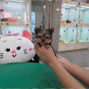 우리펫 강아지분양 성동구점 | 광주강아지분양 펫왕국 애견분양