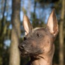 도그문(DOG MOON) 이미지