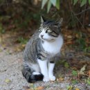 강남-045 | 강남고양이분양 솔직후기, 골드브리티시 데려온 이유