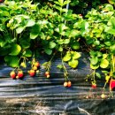 안태농장 이미지