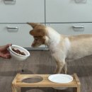 그린홀썸 | 시저 필렛인그레이비, 기호성 좋은 주식캔 급여 후기