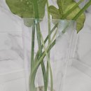 알로카시아 | 알로카시아 수경재배 방법 번식부터 뿌리 관리까지! 키우기 과정 후기