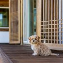 The Pet 네이버블로그