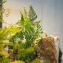 테라리움 이미지