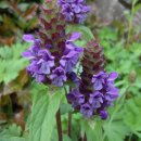 행복을주는꽃 이미지