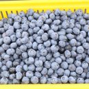 효심 농장 이미지