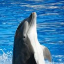 돌고래 이미지