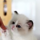 앨리스캣