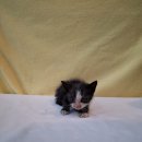 군산시-01069 이미지