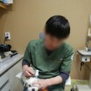 쥬라기동물병원 이미지