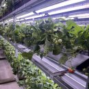 천만농장2 | 세종 행복한 농장, 포시즌베리 벤치마킹