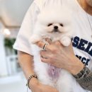 냥만스럽개 이미지