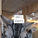 아이캣유 이미지