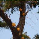 하늘타리 이미지