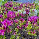 산수유 둘레길 | 장군봉과 둘레길 산행후기