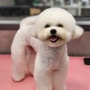 우한수 애견미용실 이미지