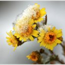 하얀이불 이미지