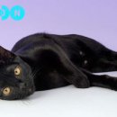 라온동물병원 이미지