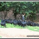 흑염소목장 이미지