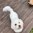 폴앤도기 동남캠퍼스 | 동남지구애견유치원 도심 속 반려견의 천국, 폴앤도기 동남캠퍼스 경험기